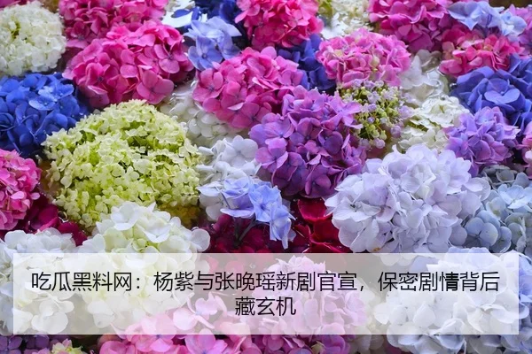 吃瓜黑料网：杨紫与张晚瑶新剧官宣，保密剧情背后藏玄机
